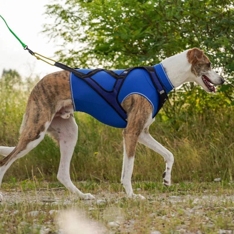 Axaeco Gilet All-Rounder Pro per cane