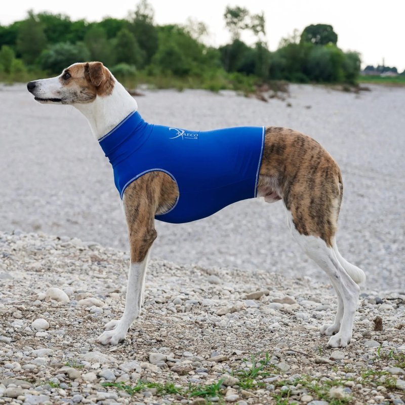 Axaeco Gilet All-Rounder Pro per cane