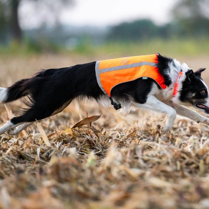 Axaeco Gilet Trapper catarifrangente per cane