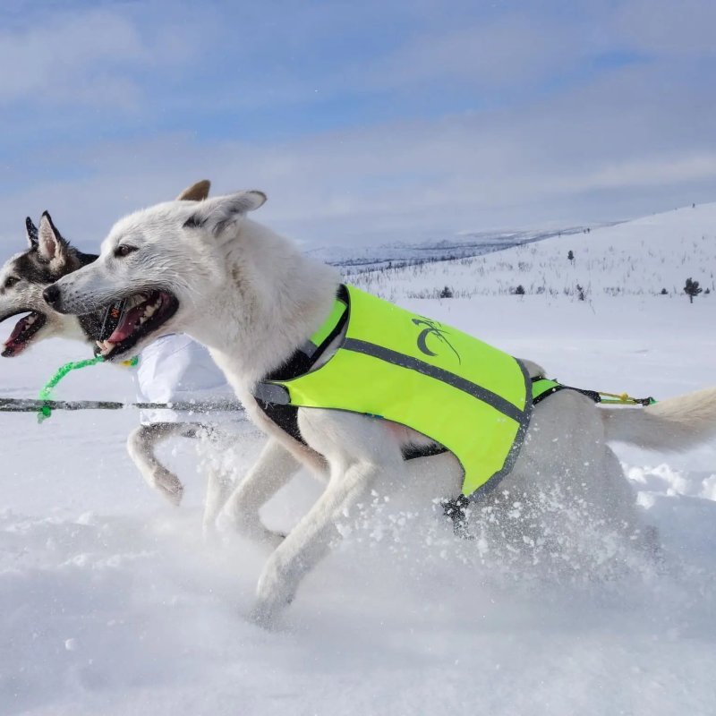 Axaeco Gilet Trapper catarifrangente per cane