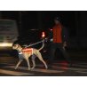 Axaeco Gilet Trapper catarifrangente per cane