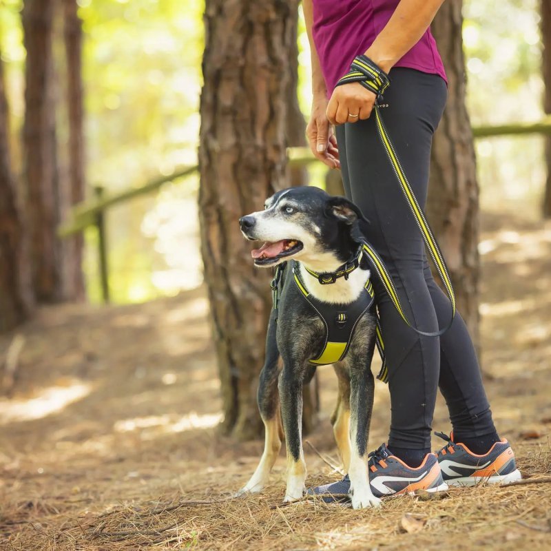 Axaeco Guinzaglio Thor per cane