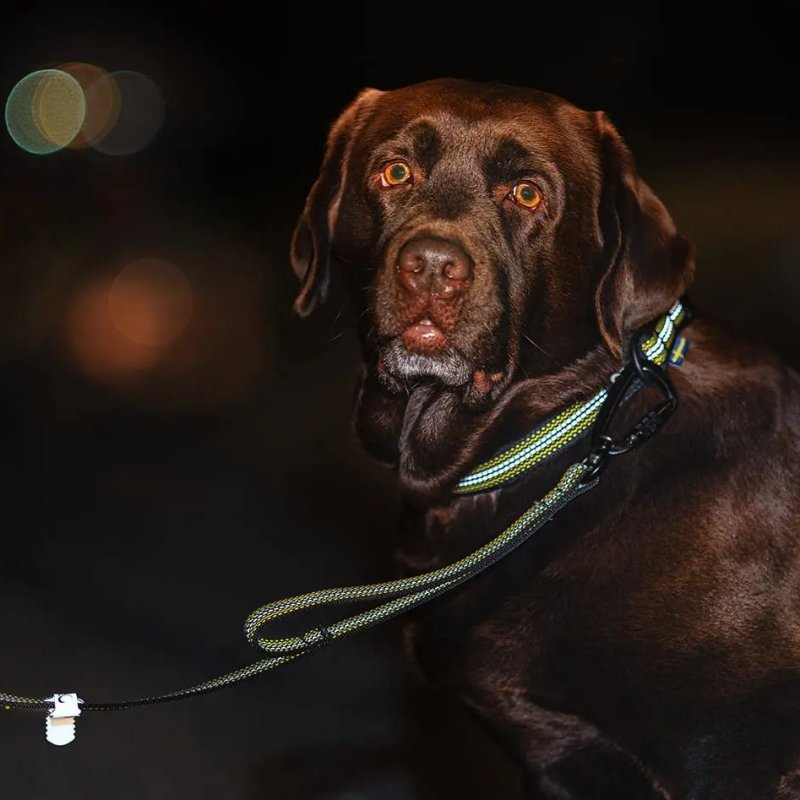 Axaeco Collare Grip per cane
