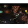 Axaeco Collare Grip per cane