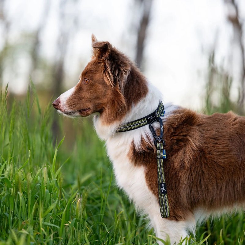 Axaeco Collare Grip per cane