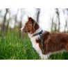 Axaeco Collare Grip per cane