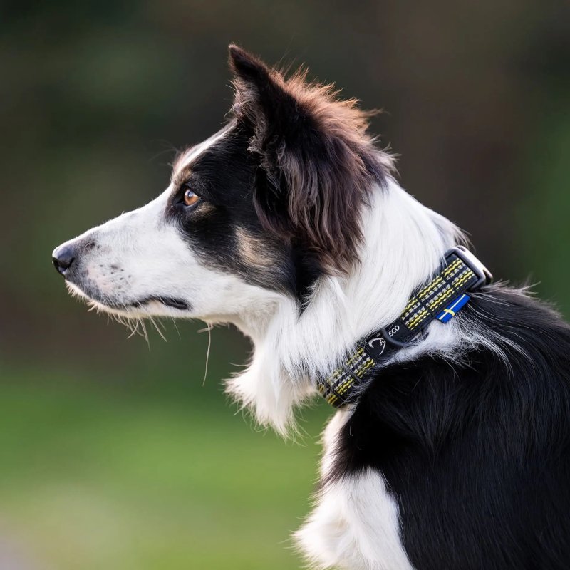Axaeco Collare Grip per cane