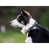 Axaeco Collare Grip per cane