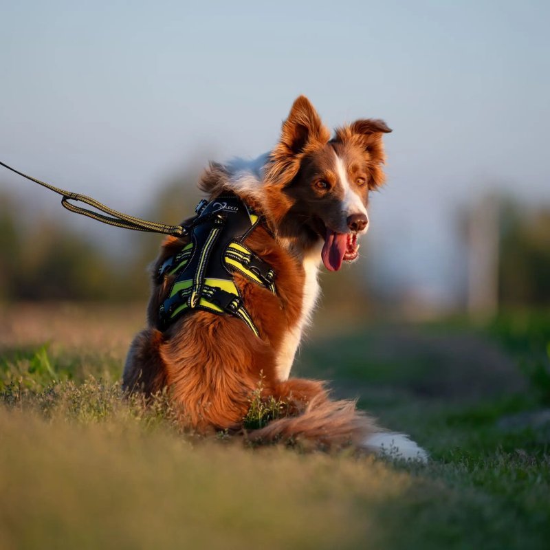 Axaeco Guinzaglio Grip per cane