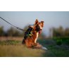 Axaeco Guinzaglio Grip per cane