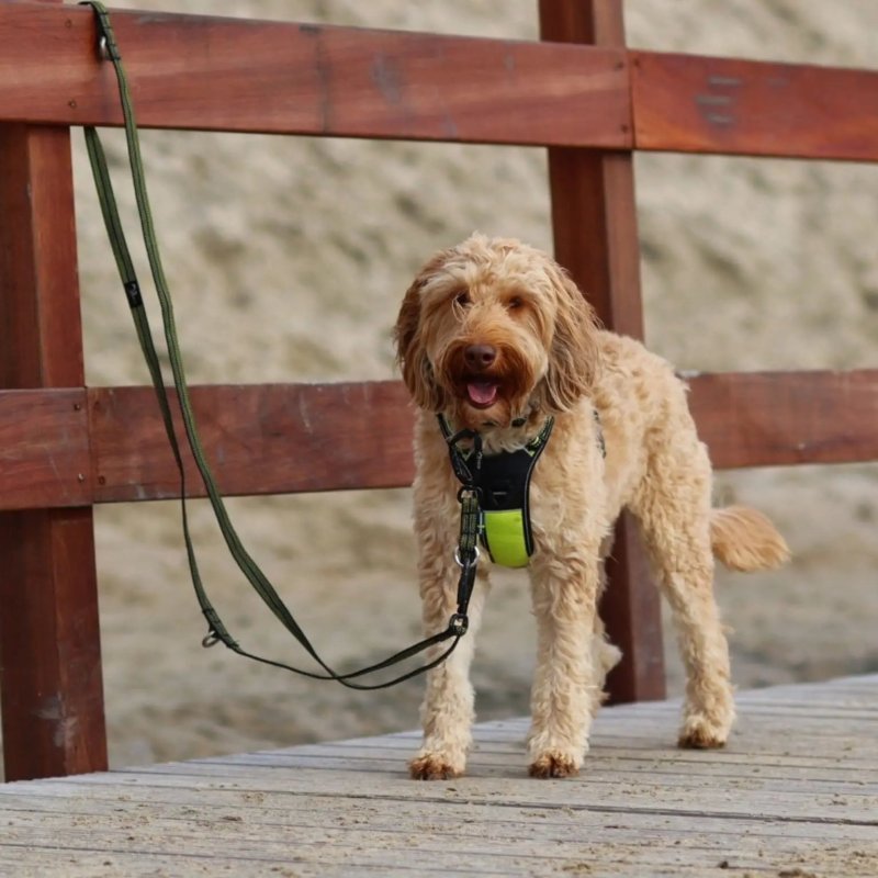 Axaeco Guinzaglio Regolabile Grip per cane