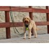 Axaeco Guinzaglio Regolabile Grip per cane