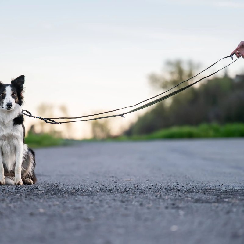 Axaeco Guinzaglio Regolabile Grip per cane