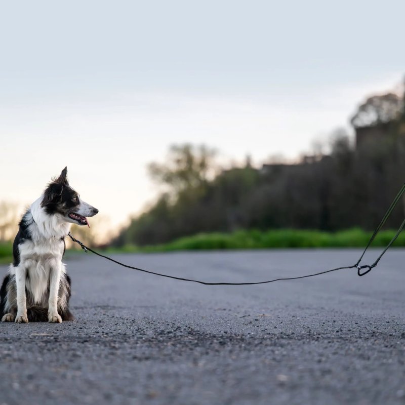 Axaeco Guinzaglio Regolabile Grip per cane