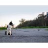 Axaeco Guinzaglio Regolabile Grip per cane