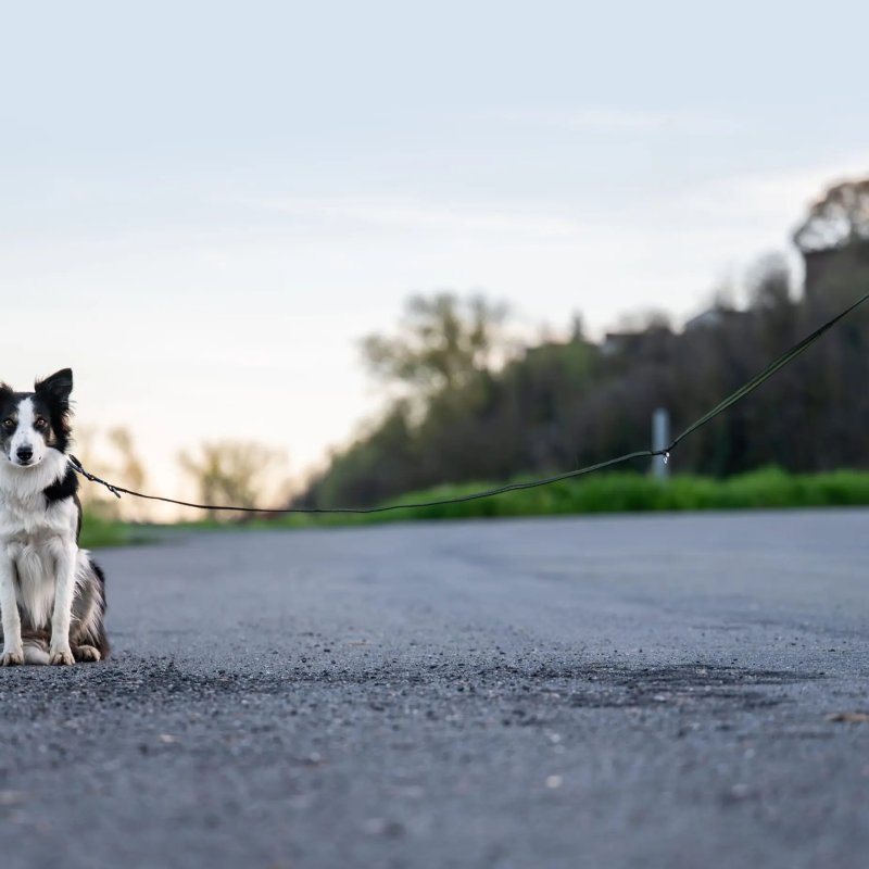 Axaeco Guinzaglio Regolabile Grip per cane