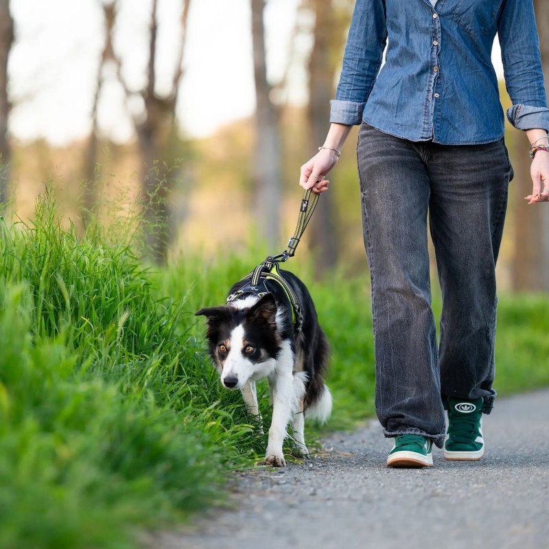 Axaeco Maniglia Grip per cane