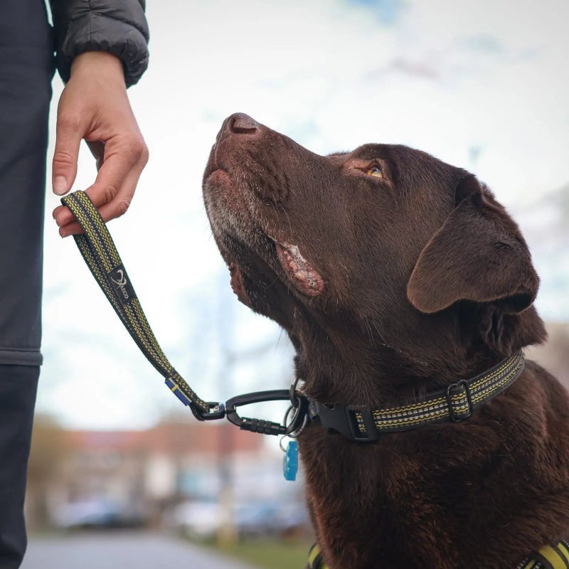 Axaeco Maniglia Grip per cane
