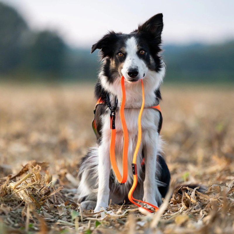 Axaeco Guinzaglio Action per cane