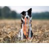 Axaeco Guinzaglio Action per cane
