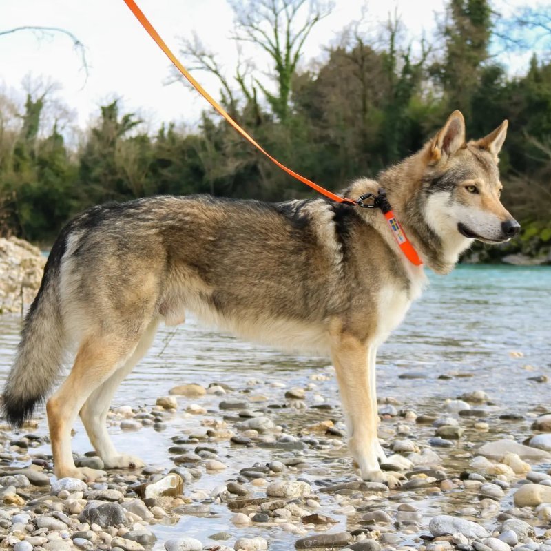 Axaeco Guinzaglio Action per cane