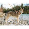 Axaeco Guinzaglio Action per cane