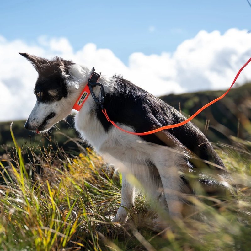 Axaeco Guinzaglio Action per cane