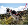 Axaeco Guinzaglio Action per cane