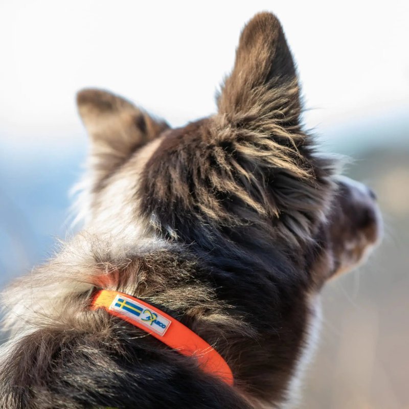 Axaeco Collare Action per cane