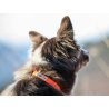Axaeco Collare Action per cane