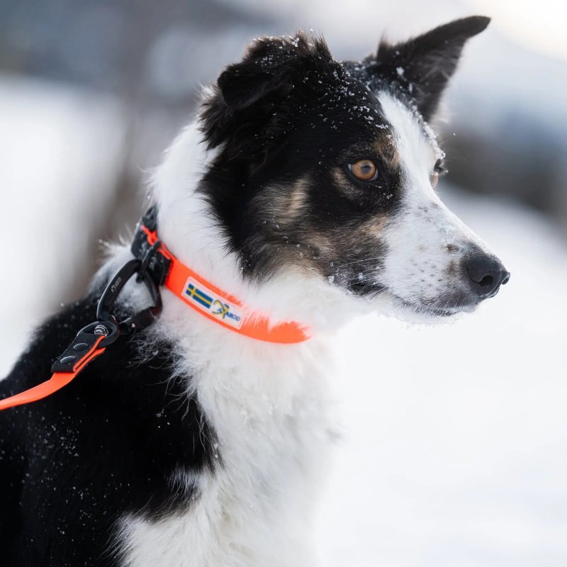 Axaeco Collare Action per cane