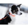Axaeco Collare Action per cane
