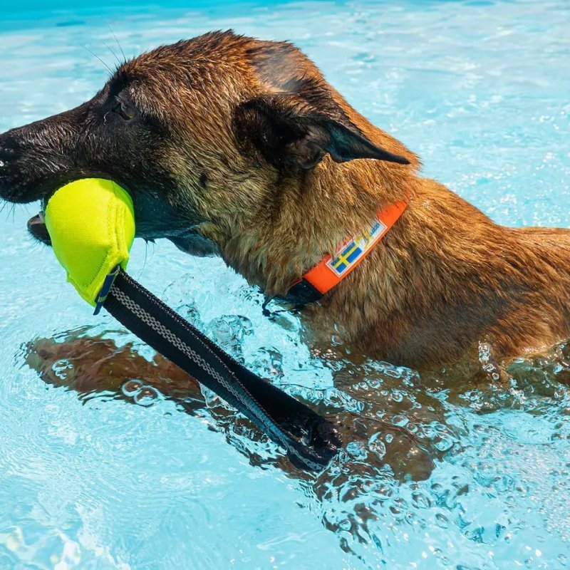 Axaeco Collare Action per cane