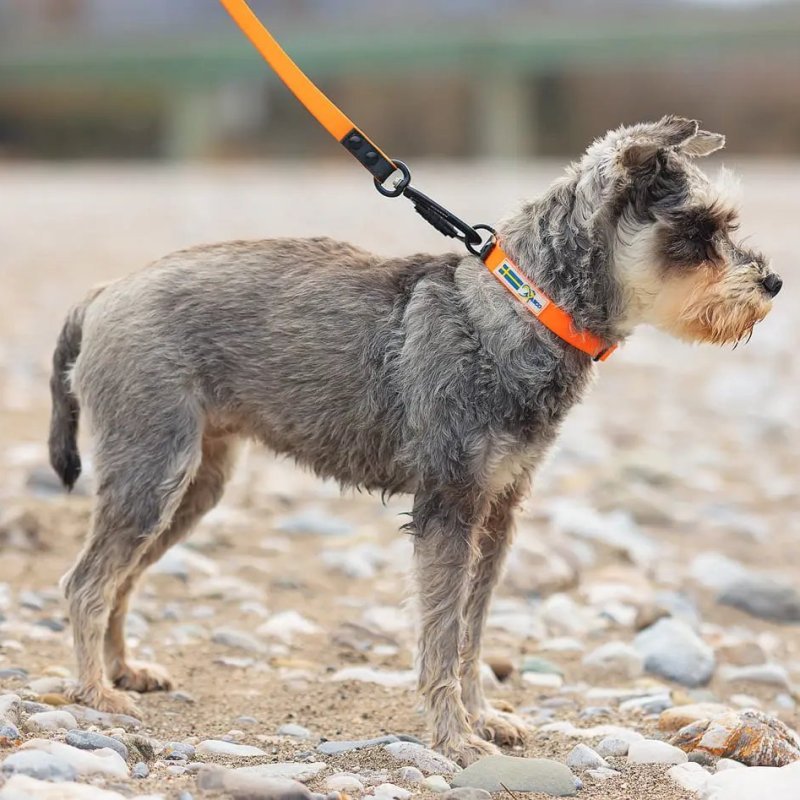 Axaeco Collare Action per cane