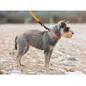 Axaeco Collare Action per cane