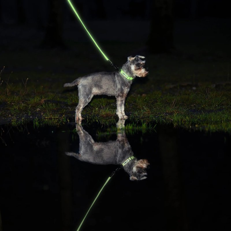 Axaeco Collare Galaxy per cane