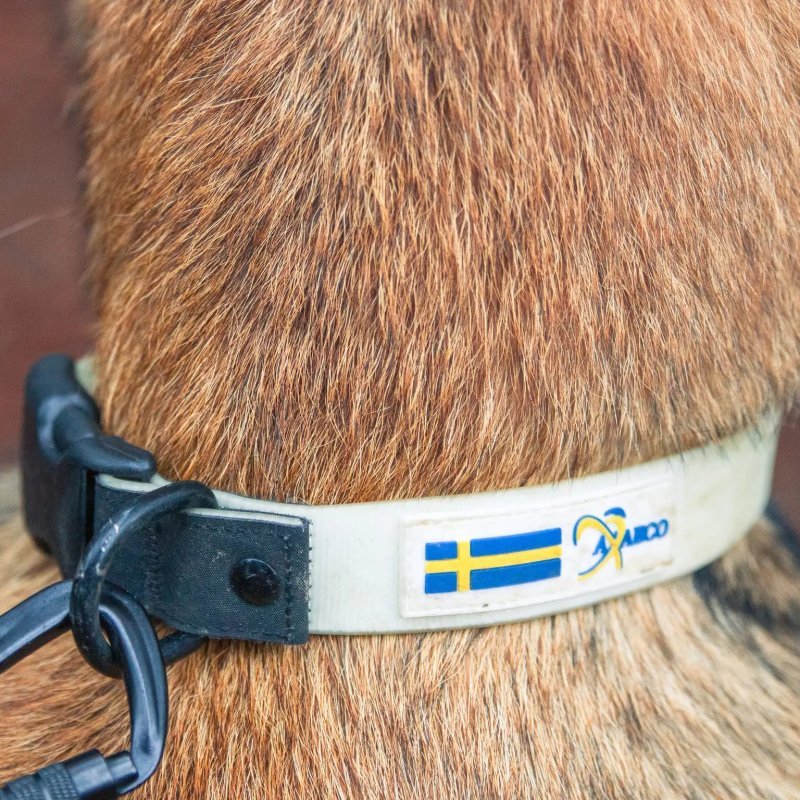 Axaeco Collare Galaxy per cane