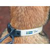 Axaeco Collare Galaxy per cane
