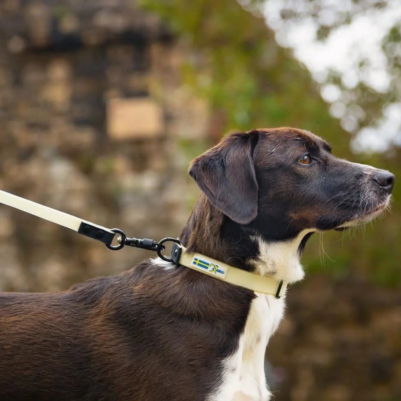 Axaeco Guinzaglio Galaxy per cane