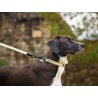 Axaeco Guinzaglio Galaxy per cane