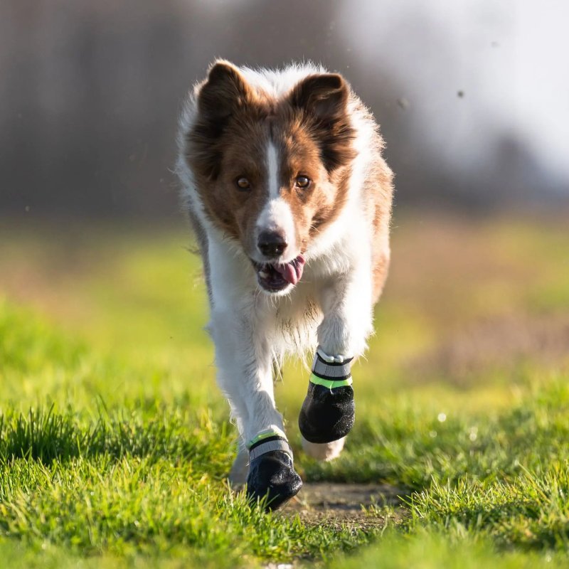 Axaeco Stivaletti Tibesti per cane