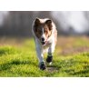 Axaeco Stivaletti Tibesti per cane