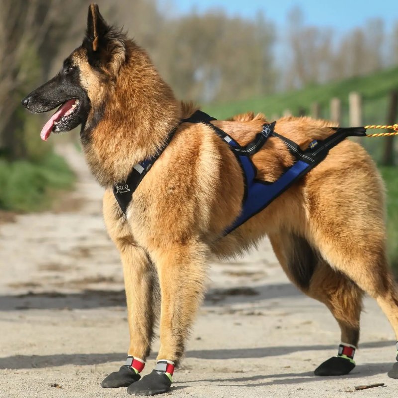 Axaeco Stivaletti Tibesti per cane