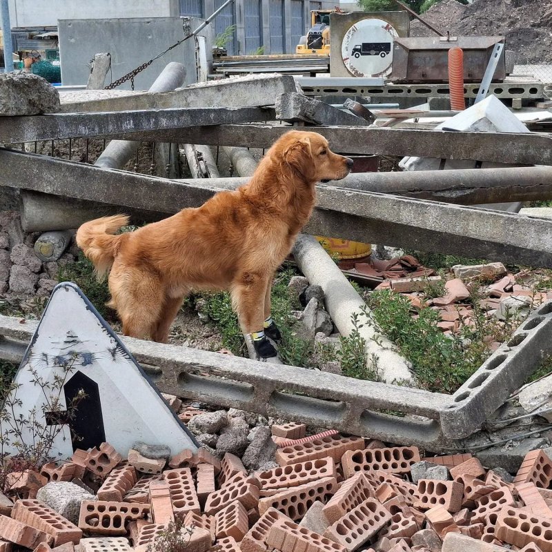 Axaeco Stivaletti Tibesti per cane