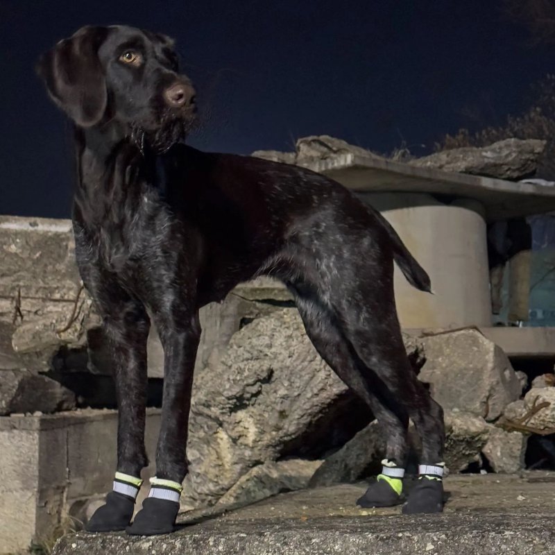 Axaeco Stivaletti Tibesti per cane