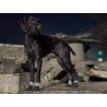 Axaeco Stivaletti Tibesti per cane
