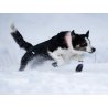 Axaeco Stivaletti Kipmik Duragrip 500D per cane (4pz)