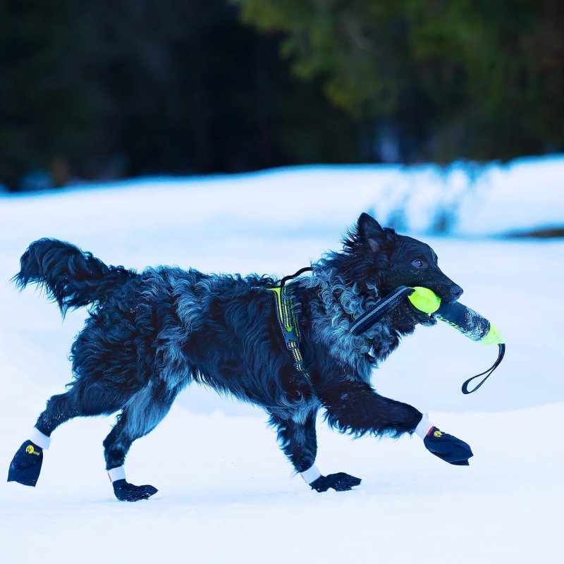 Axaeco Stivaletti Kipmik Duragrip 500D per cane (4pz)