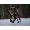 Axaeco Stivaletti Kipmik Duragrip 500D per cane (4pz)
