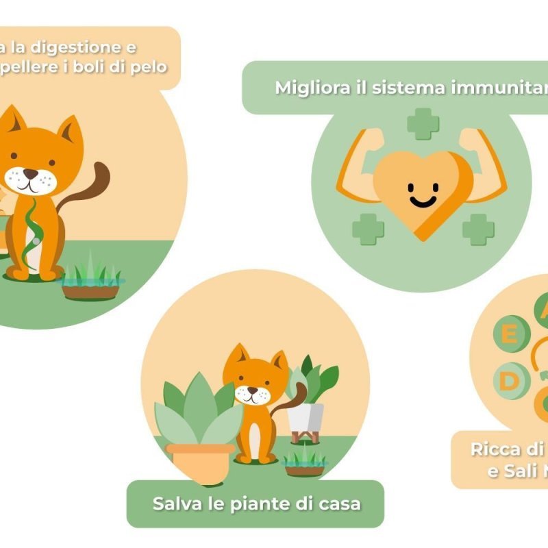 ErbaPiù Kit semina di Erba per Gatti